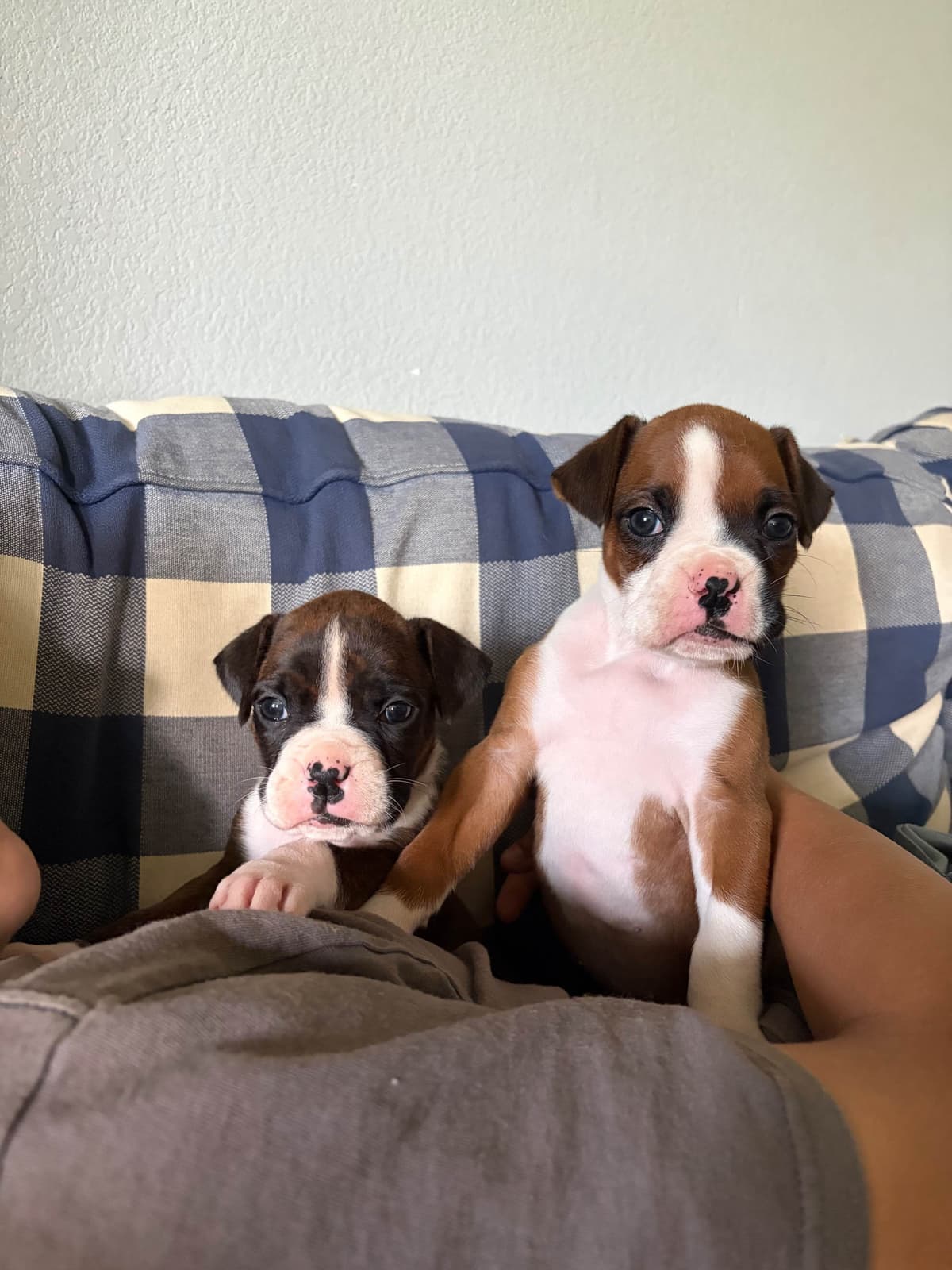 Boxer Puppies breeder image 3