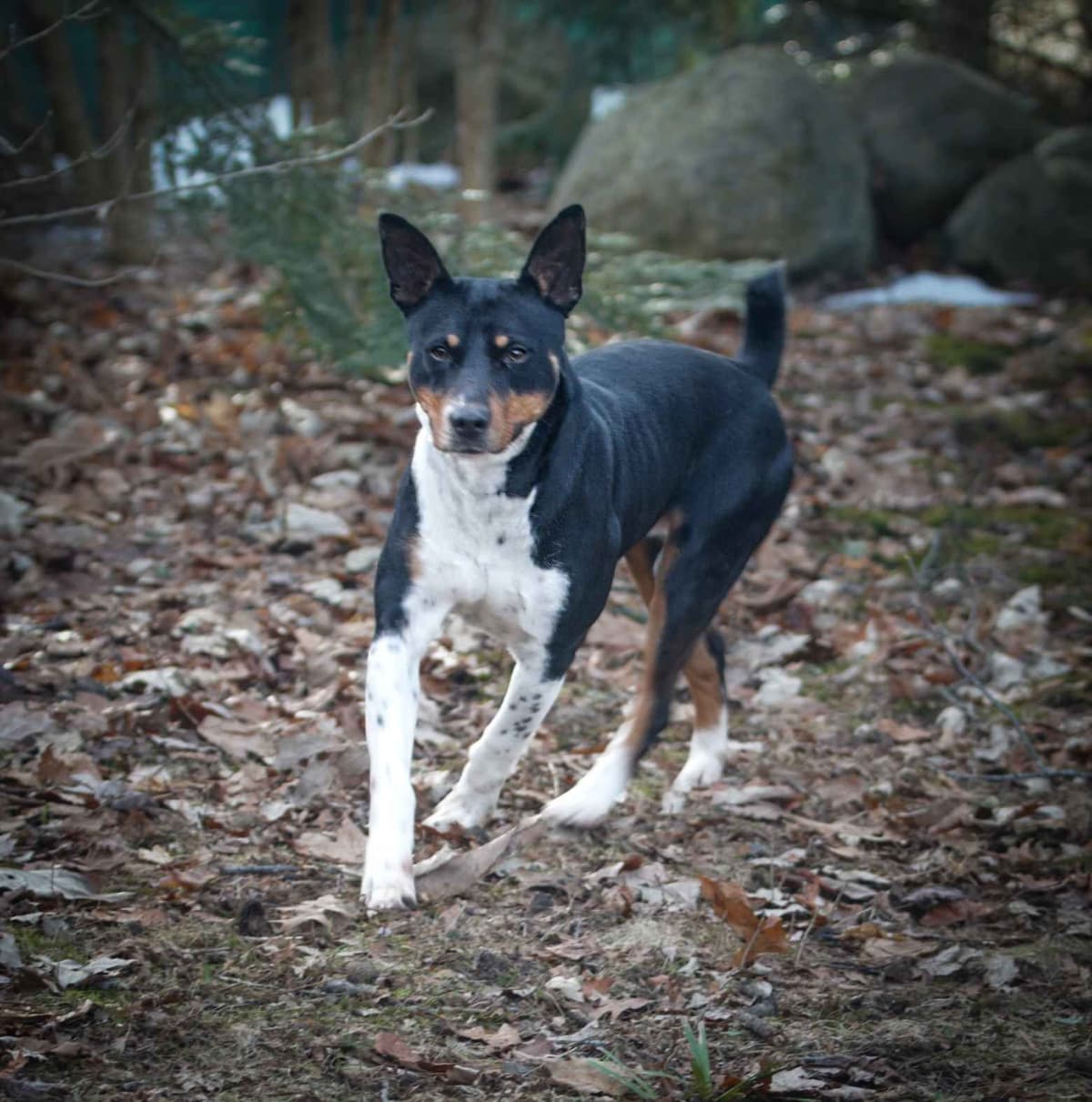 Rat Terrier Puppies breeder image 12