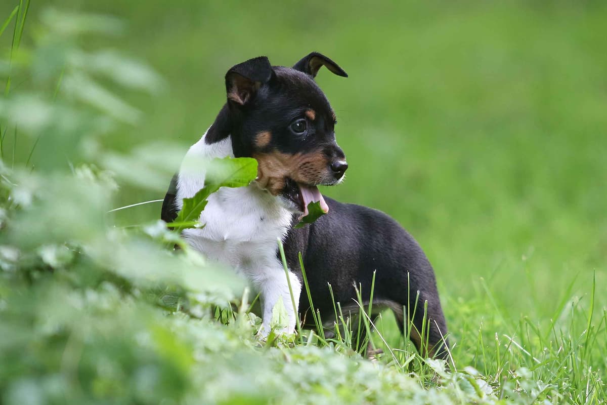 Rat Terrier Puppies breeder image 16