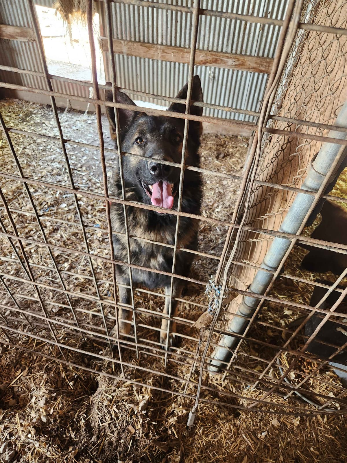 German Shepherd Dog Puppies breeder image 6