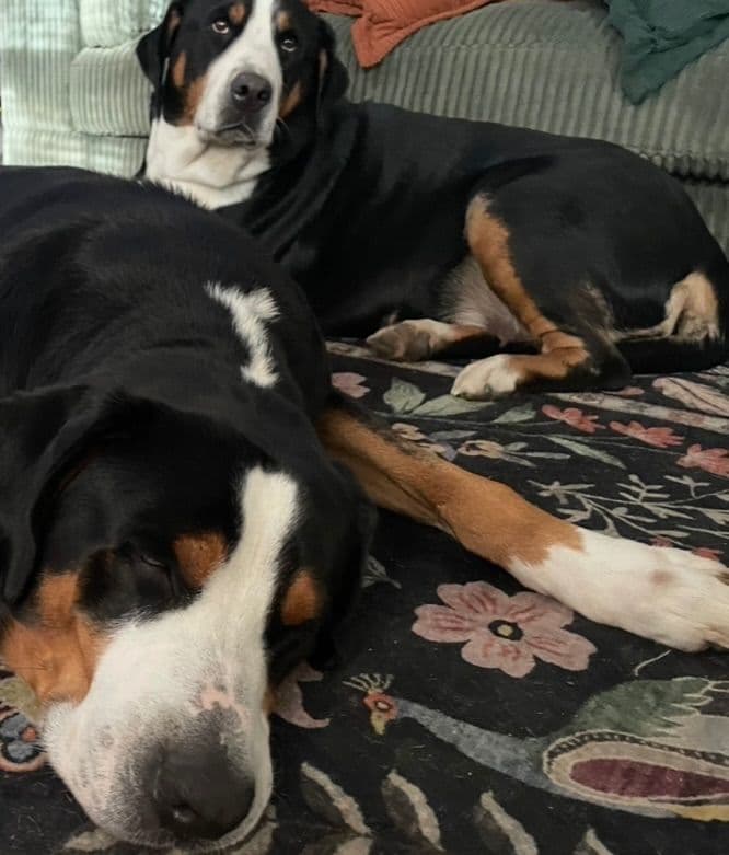 Greater Swiss Mountain Dog Puppies breeder image 4