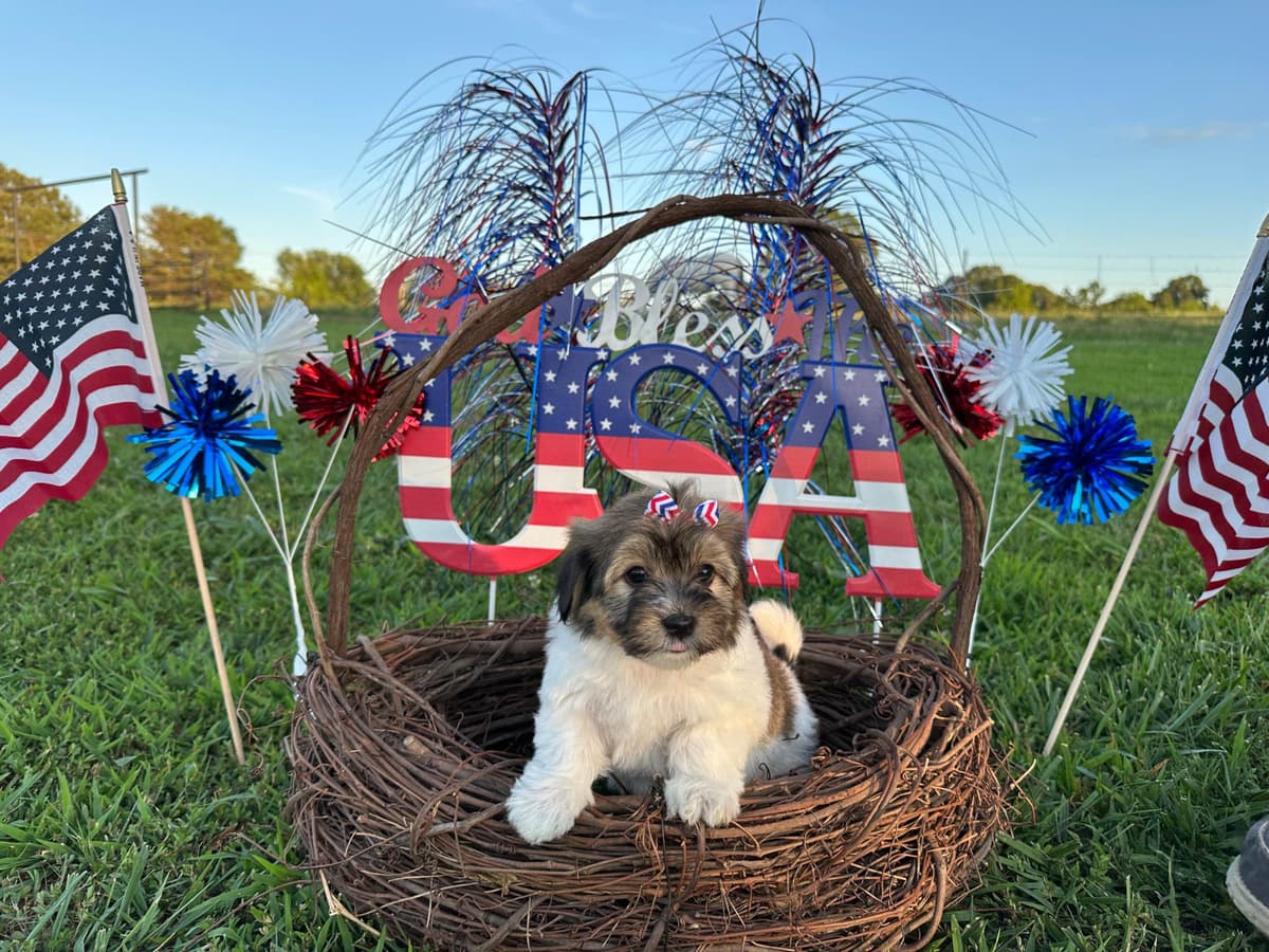 Havanese Puppies breeder image 8