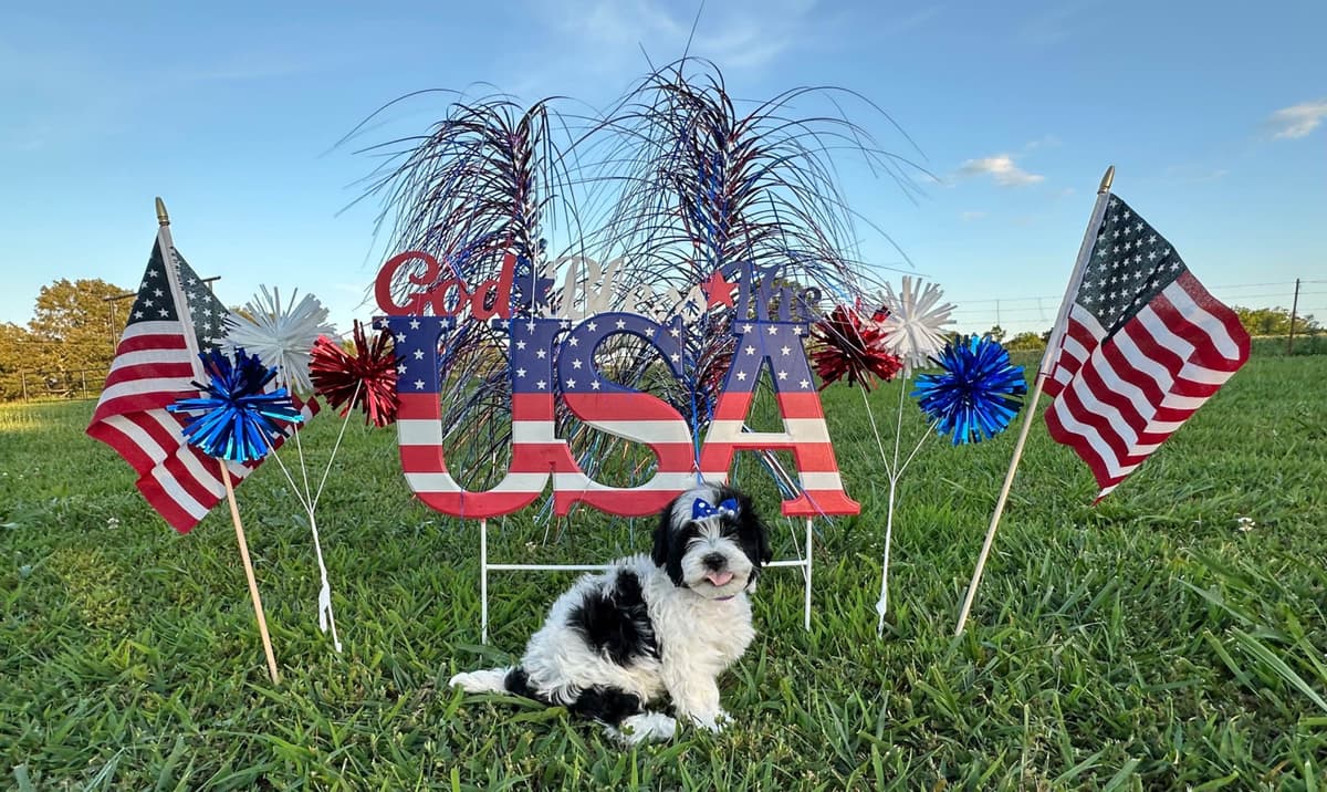 Havanese Puppies breeder image 9