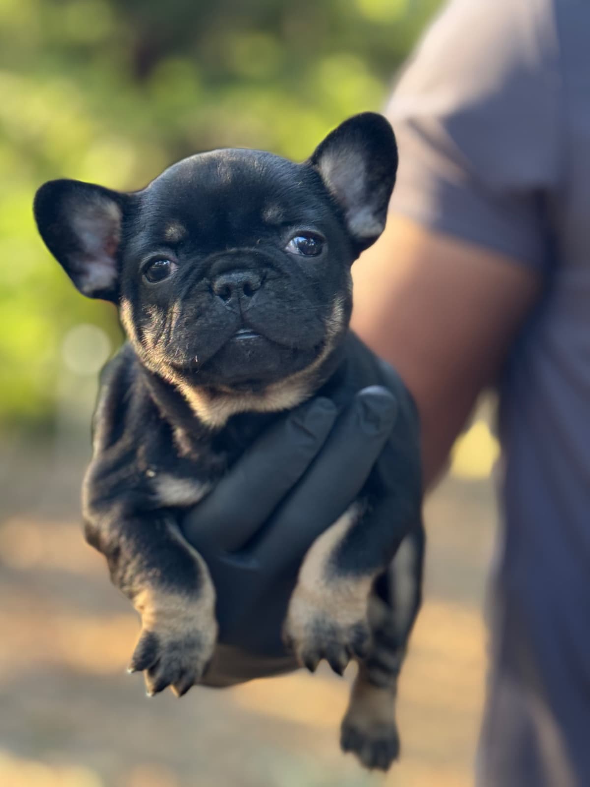 French bulldog puppies breeder image 4