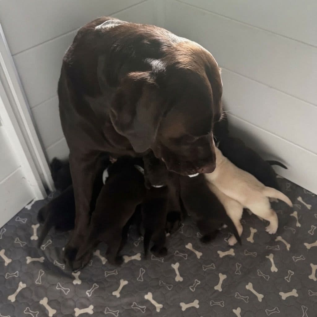 Labrador Retriever Puppies breeder image 8