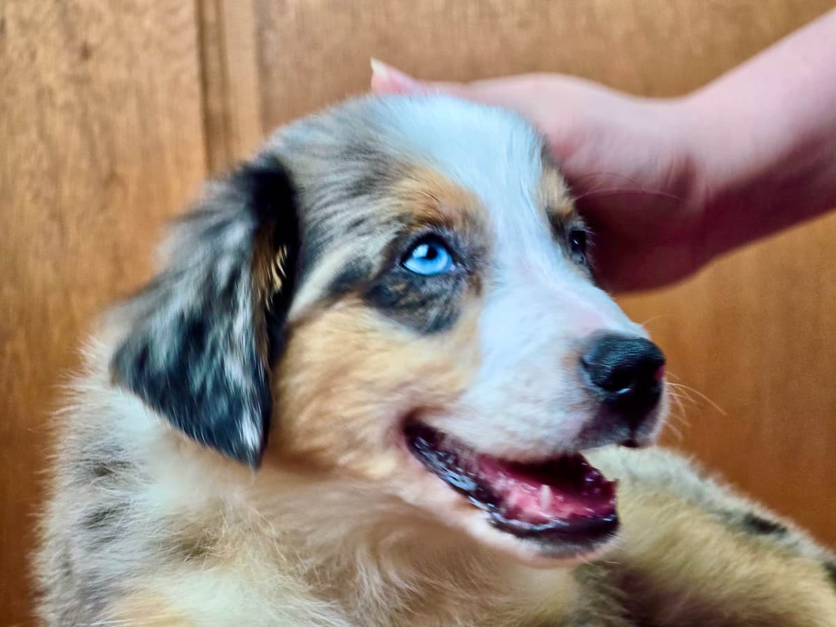 π Blue-Eyed Tri-Color β Star Aussies β breeder image 8