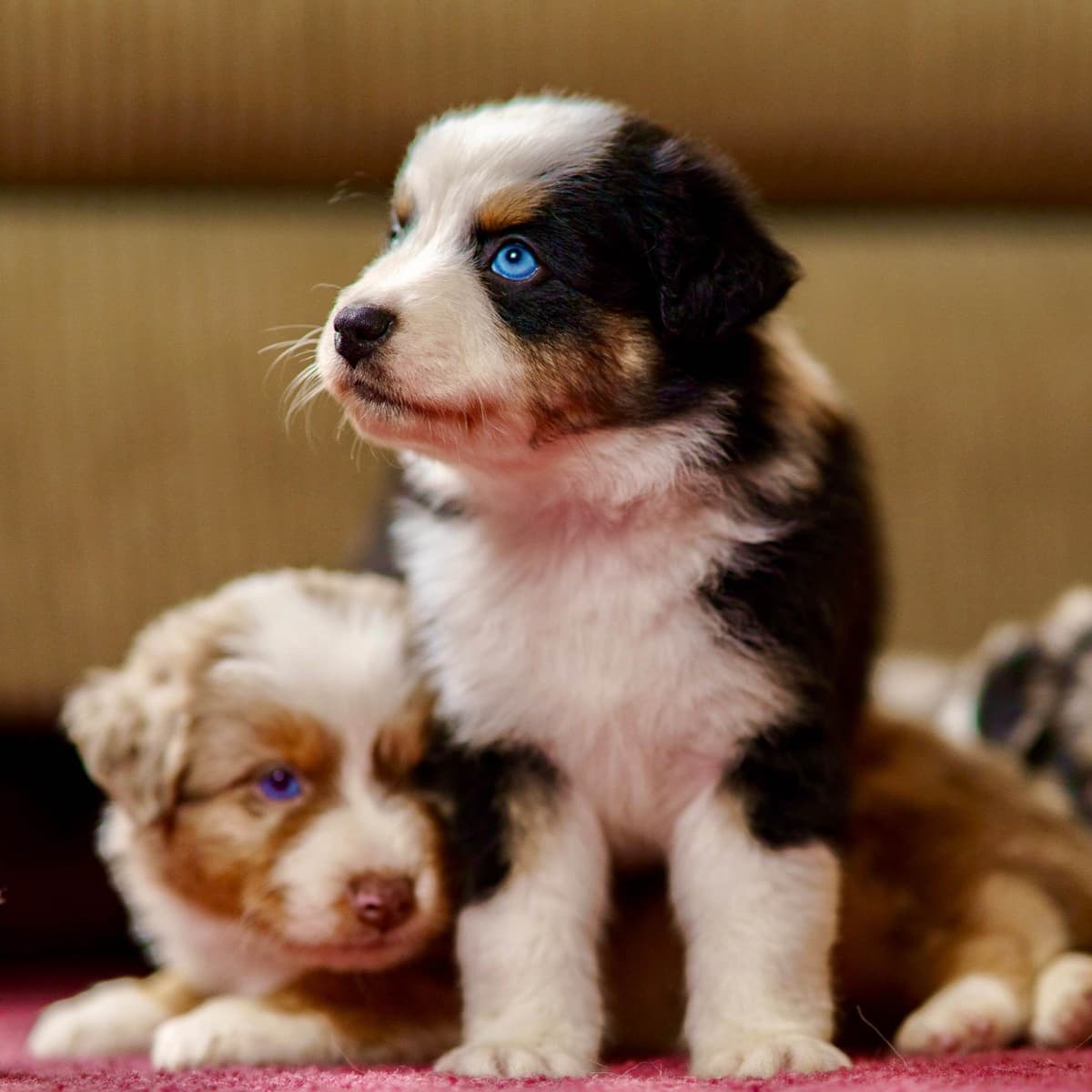 π Blue-Eyed Tri-Color β Star Aussies β breeder image 6