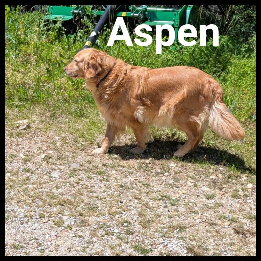 Golden Retriever Puppies breeder image 6