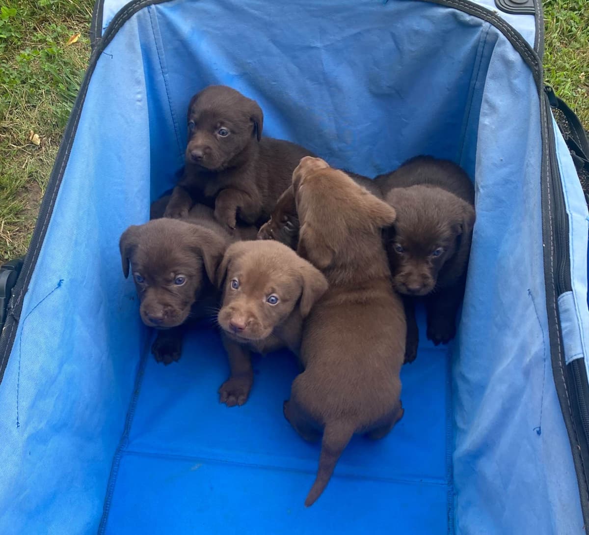 Labrador Retriever Puppies breeder image 13