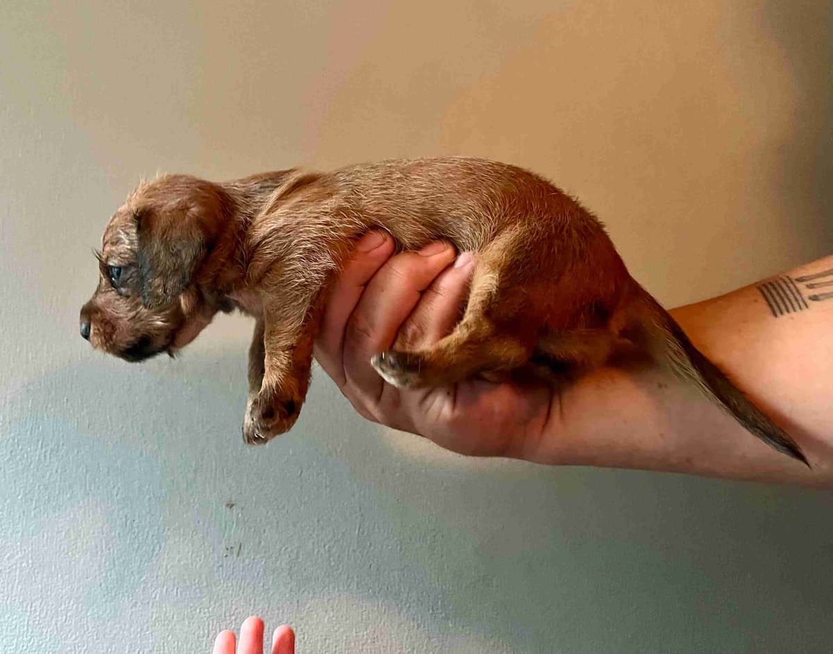Sweet Wire-Haired Dachshund Puppies breeder image 2