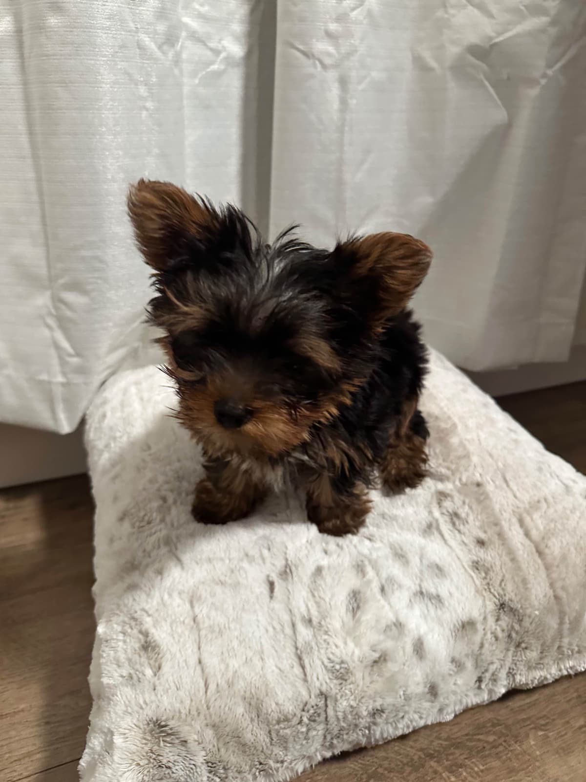 Adorable Male Yorkie breeder image 6
