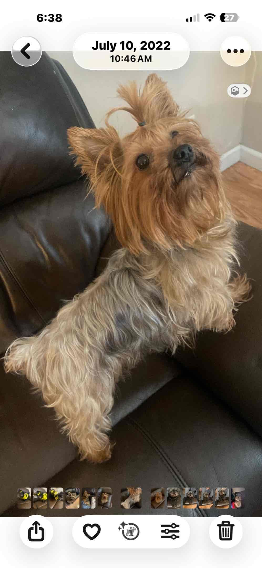 Adorable Male Yorkie breeder image 11