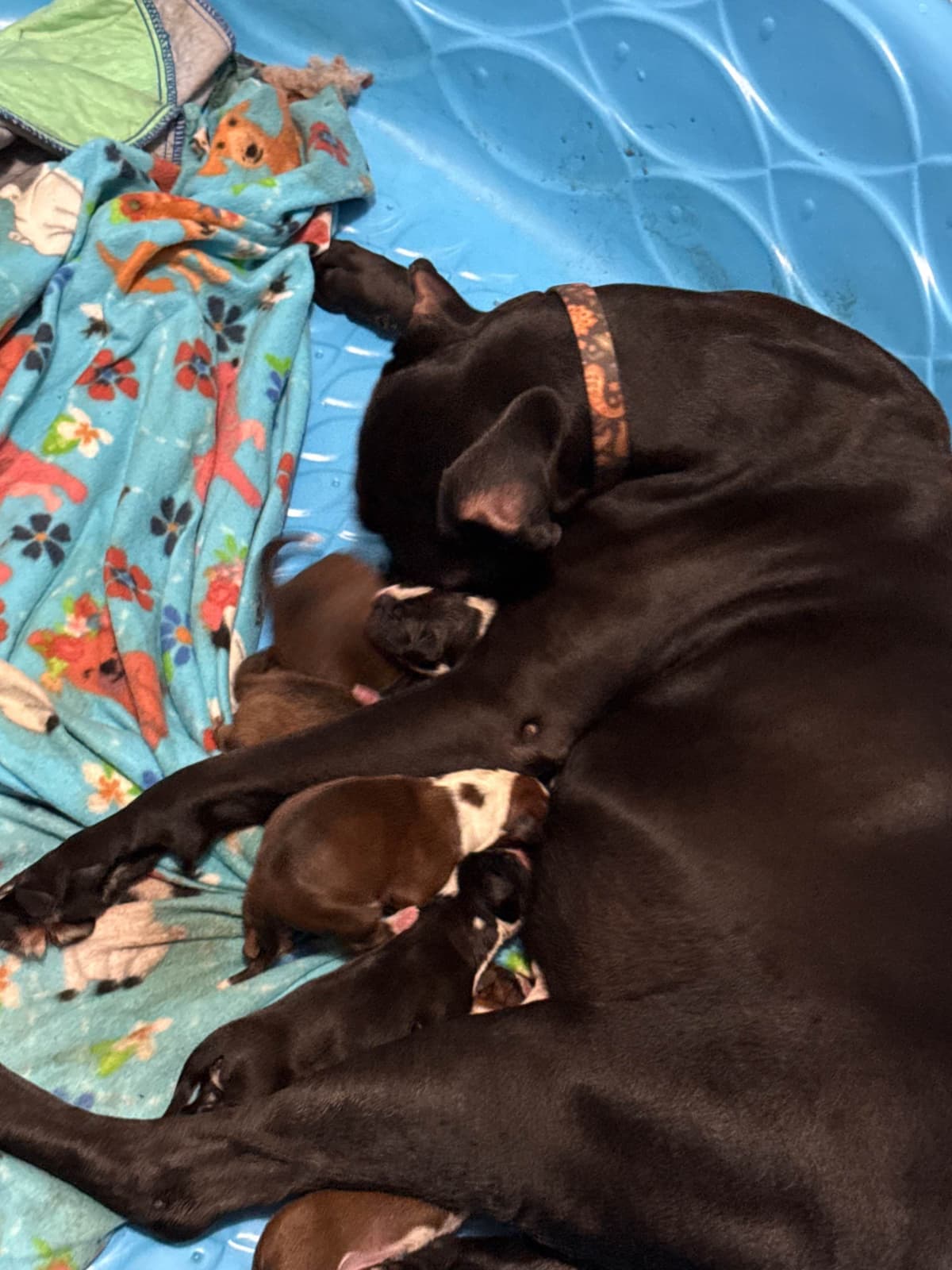 Boxer Puppies breeder image 1