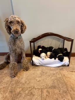 Jennifer Freed