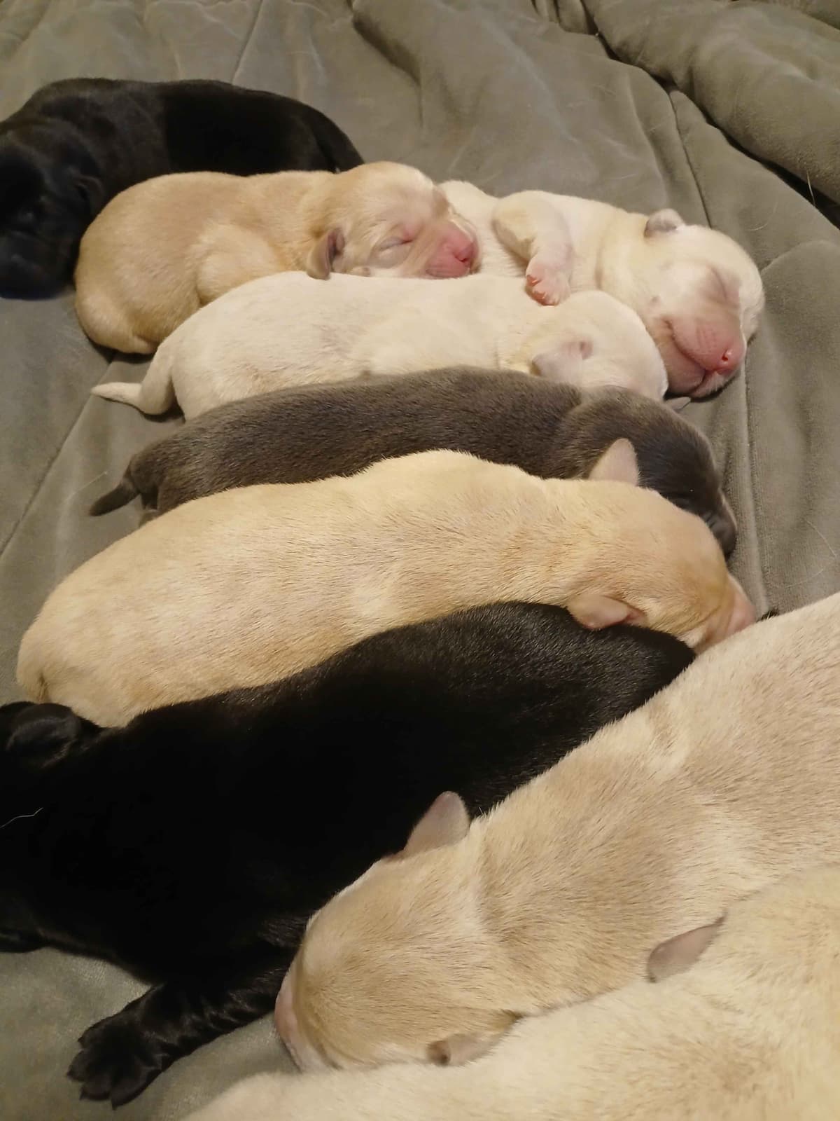 Labrador Retriever Puppies breeder image 14