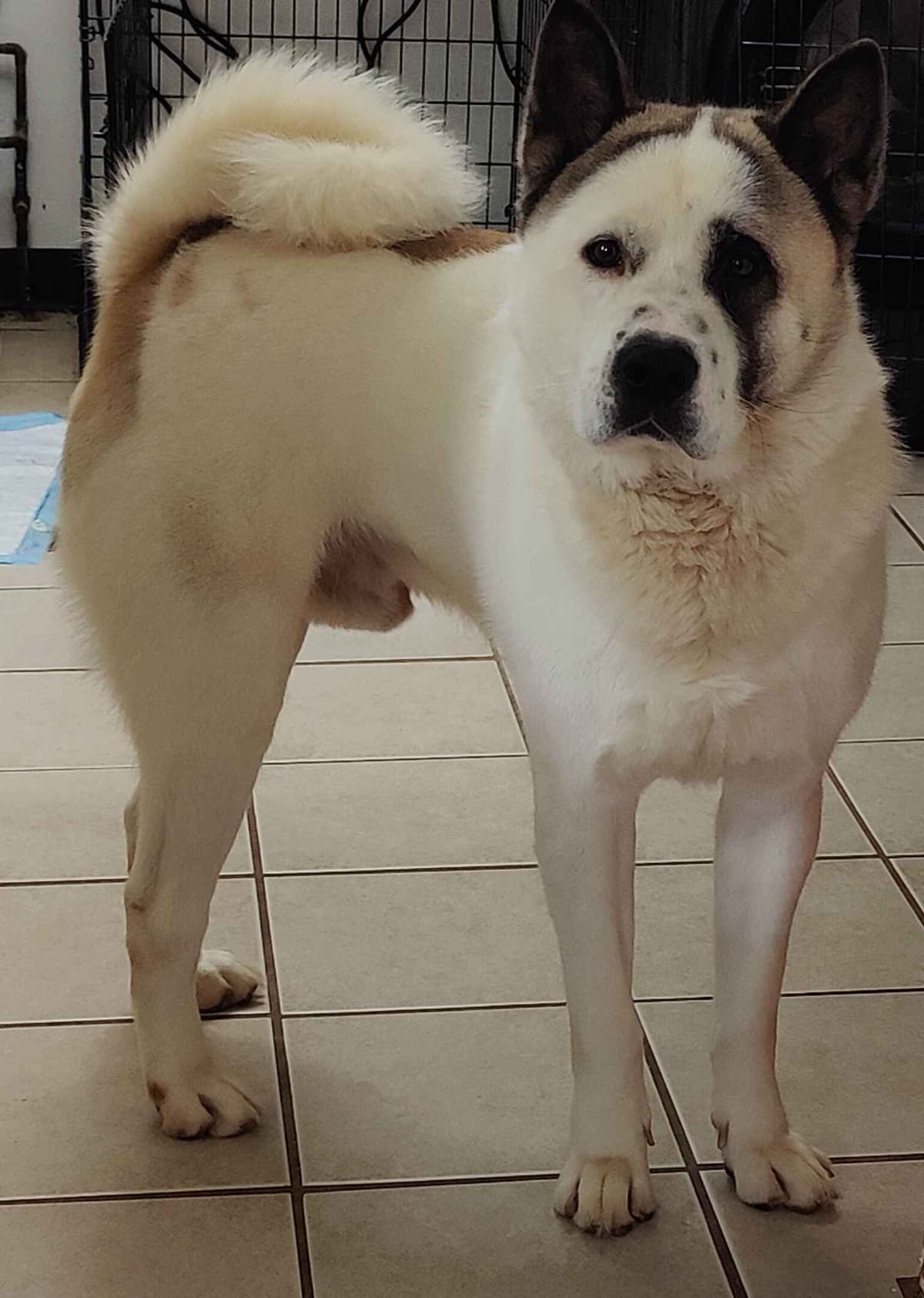 Akita Puppies breeder image 3