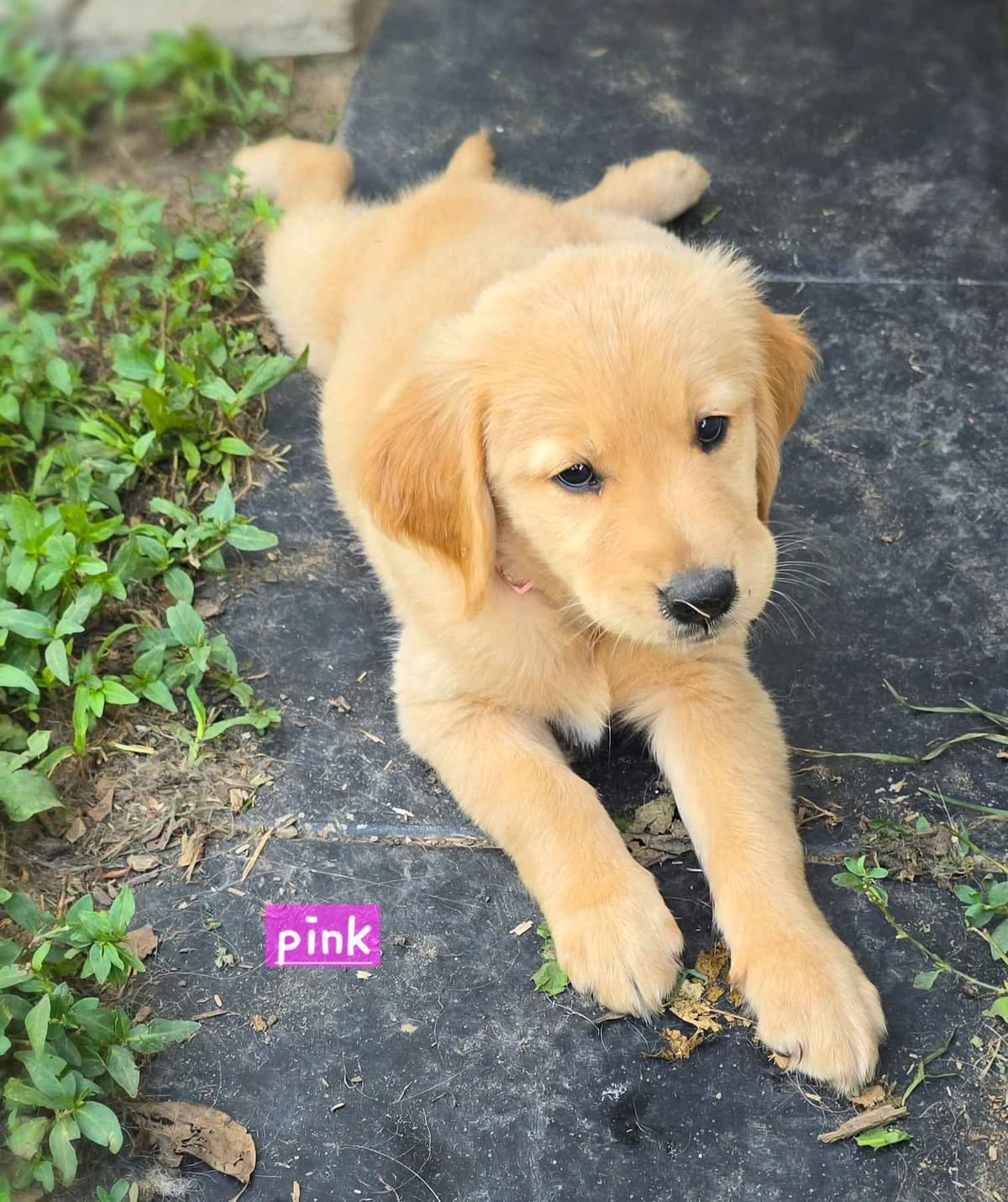 Golden Retriever Puppies breeder image 1