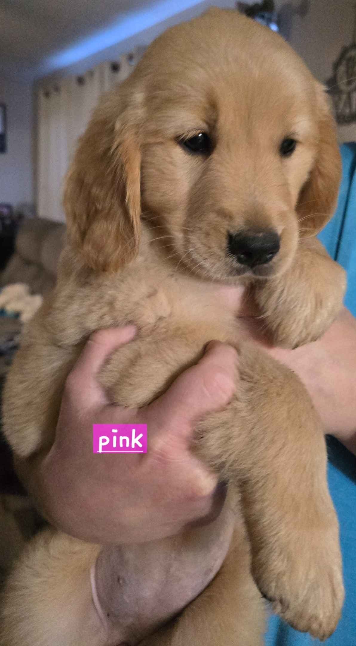 Golden Retriever Puppies breeder image 2