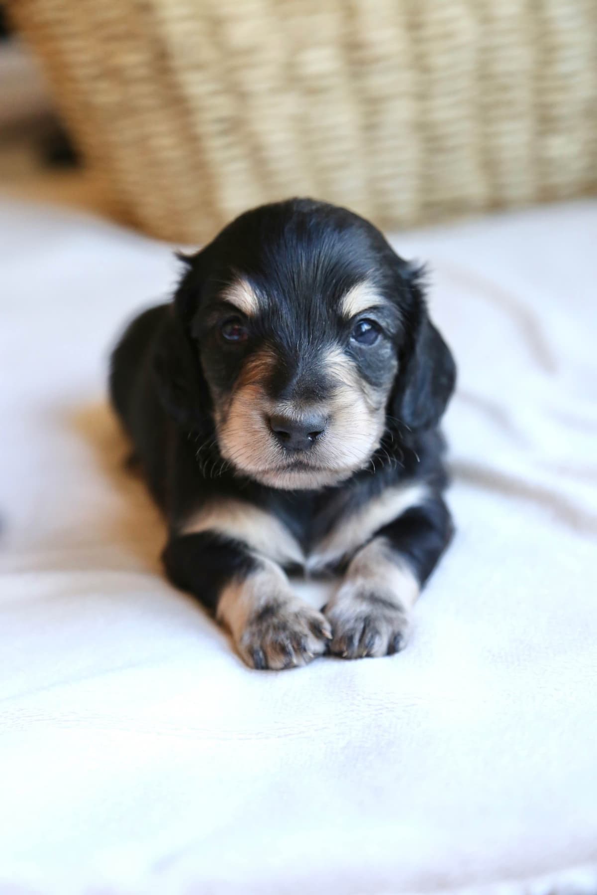 Mini Dachshund Puppies, long-haired creams breeder image 5