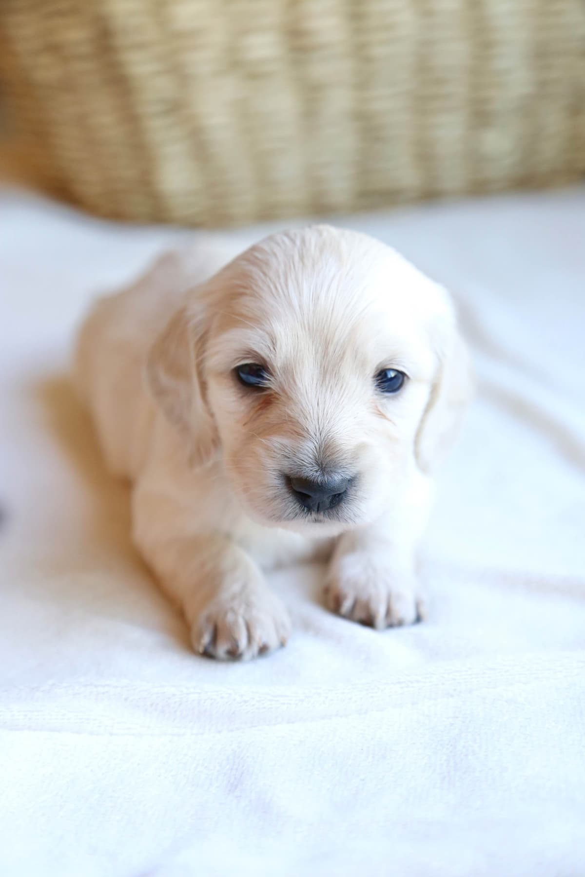Mini Dachshund Puppies, long-haired creams breeder image 2