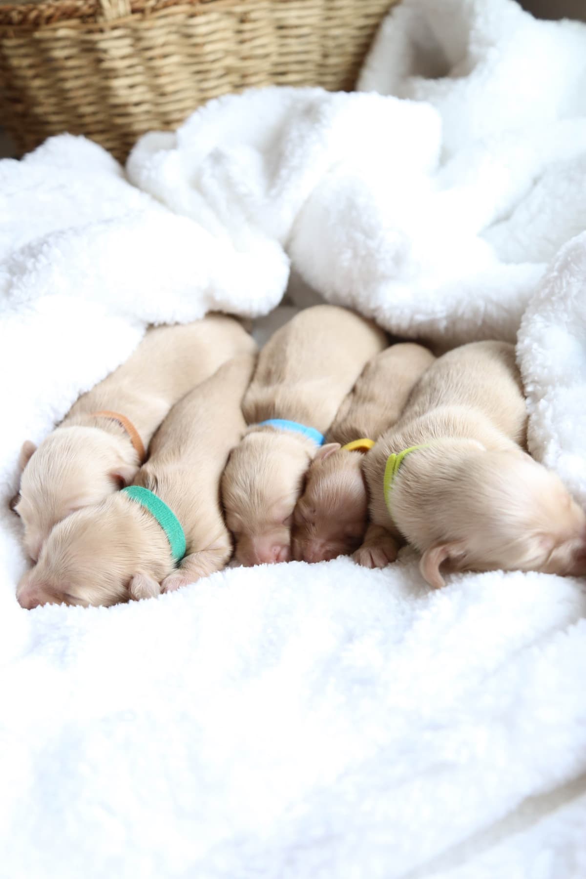 Mini Dachshund Puppies, long-haired creams breeder image 10