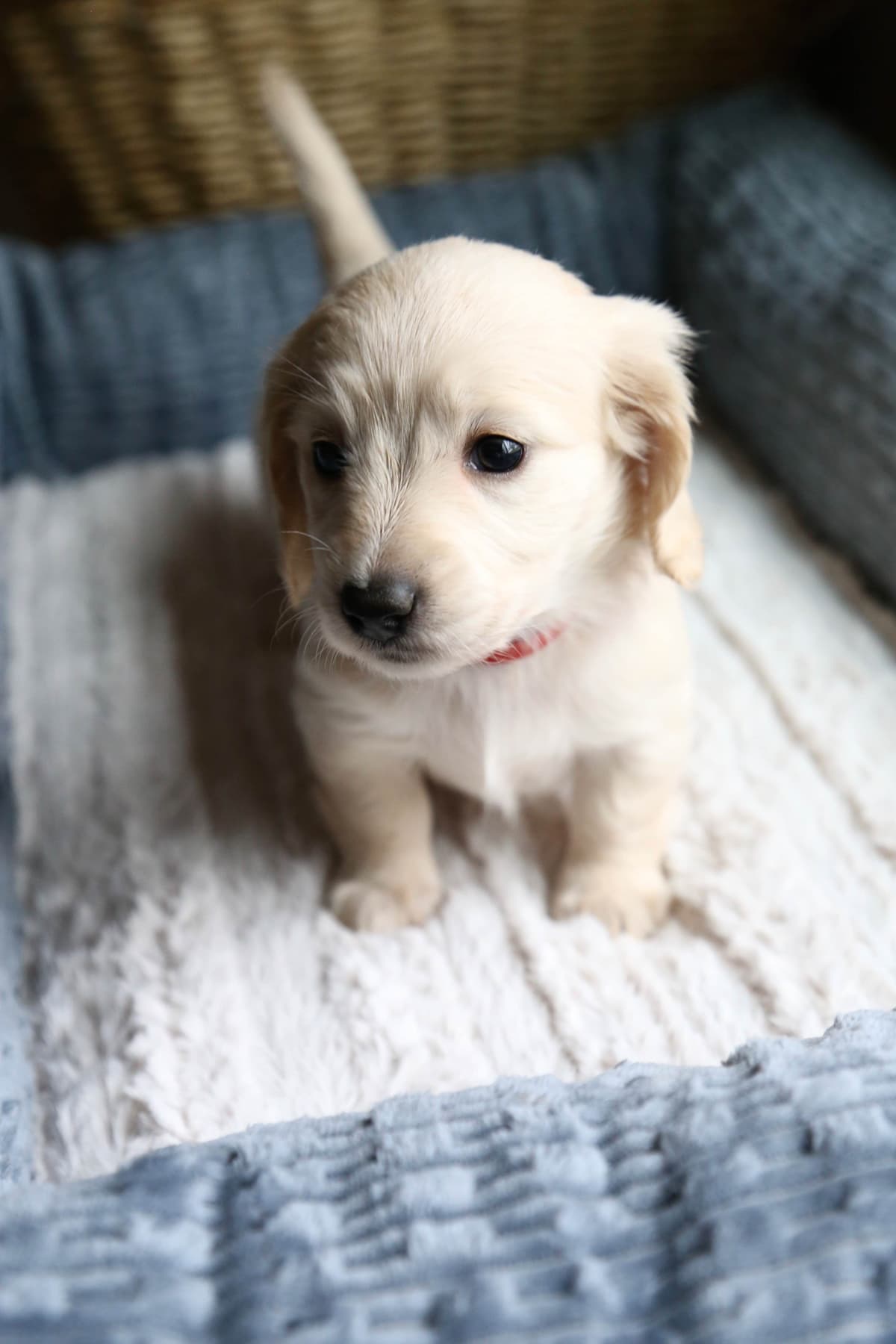 Mini Dachshund Puppies, long-haired creams breeder image 14