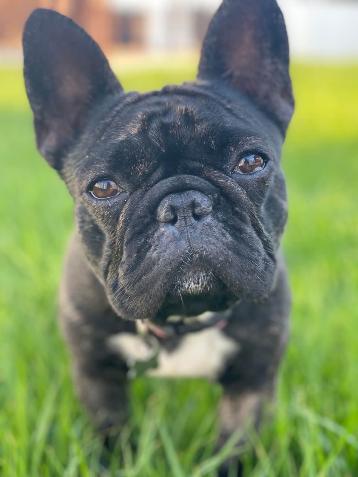 French Bulldog Puppies breeder image 1