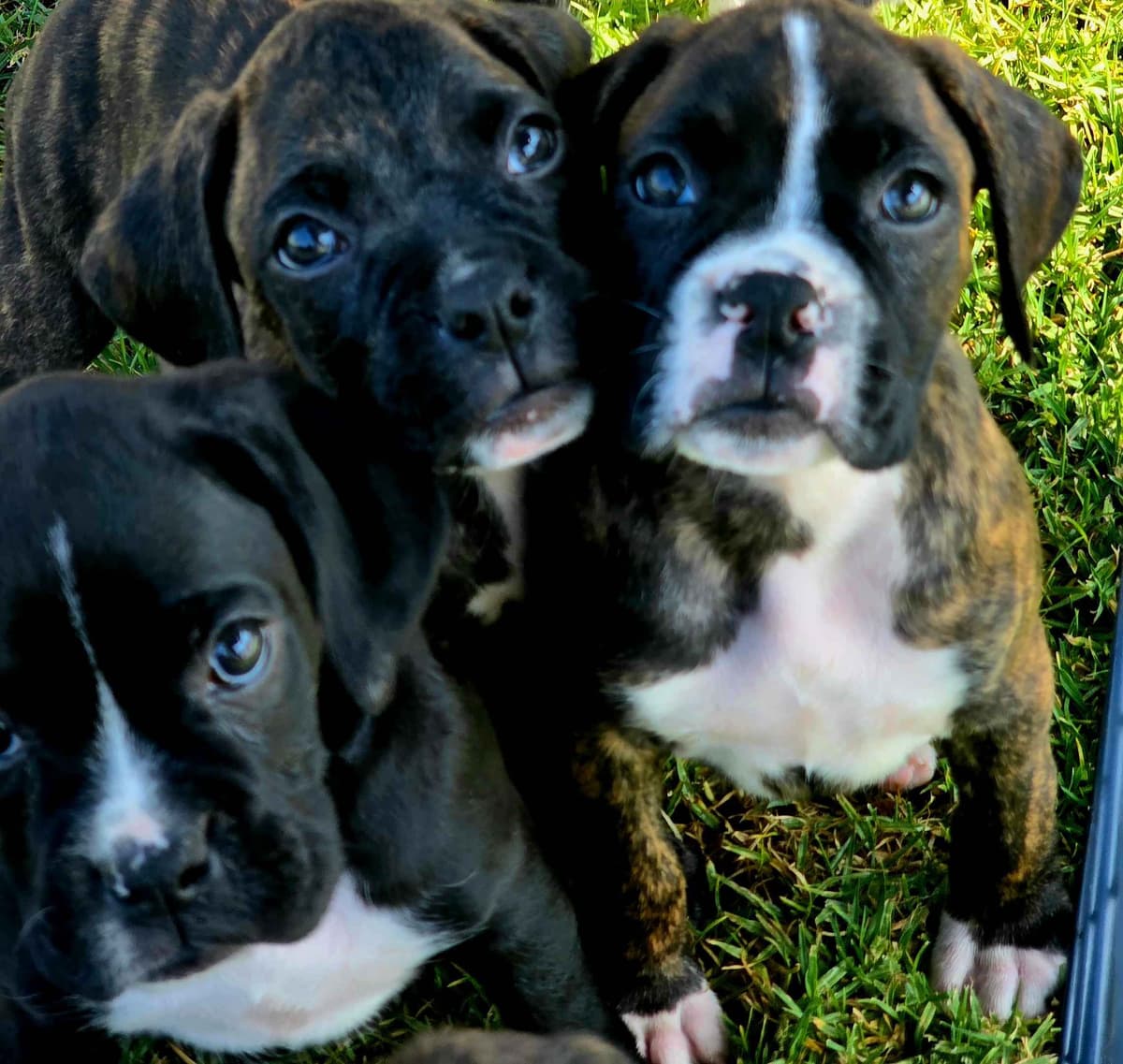 BOXER PUPPIES - 2 FEMALES BIG BEAUTIFUL AND HEALTHY. breeder image 1