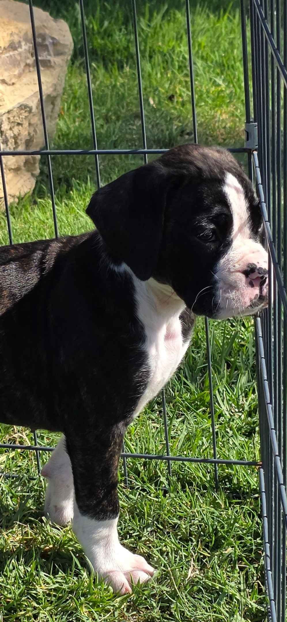 BOXER PUPPIES - 2 FEMALES BIG BEAUTIFUL AND HEALTHY. breeder image 7