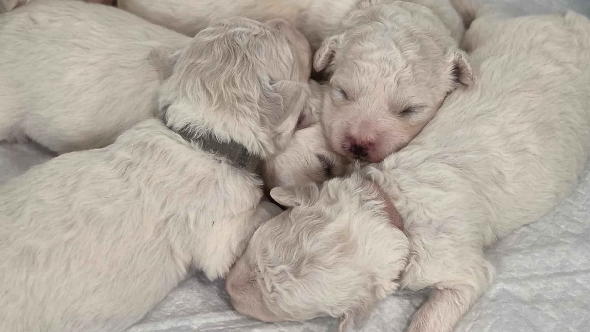 Bichon Frise Puppies breeder image 6