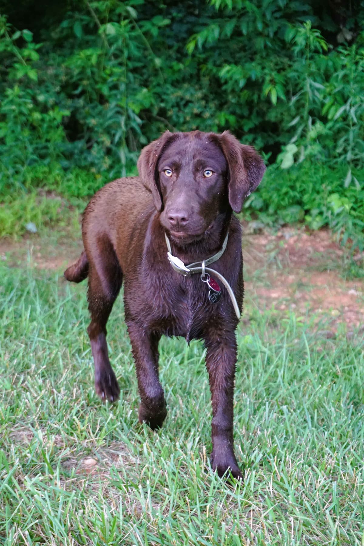 Labrador Retriever Puppies breeder image 4