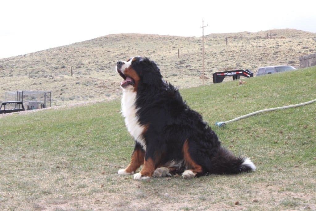 Bernese Mountain Dog Puppies breeder image 9