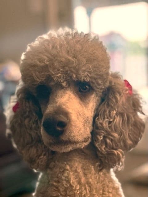 Standard Poodle Puppies breeder image 1