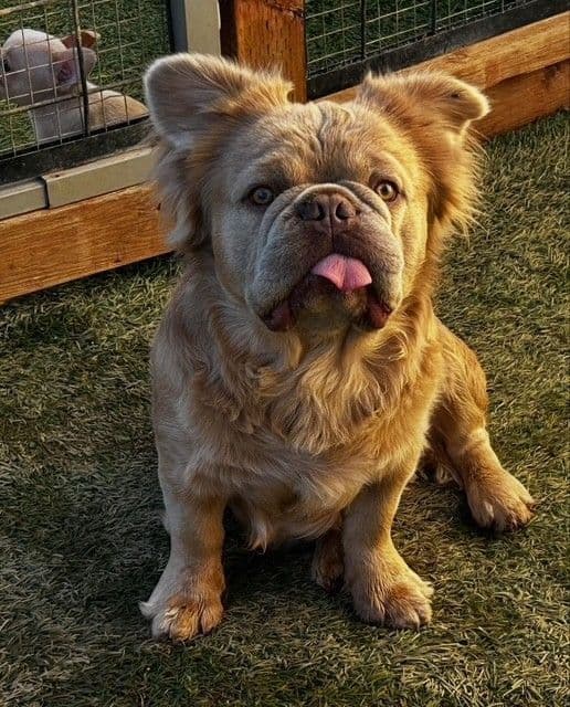 French Bulldog breeder image 7