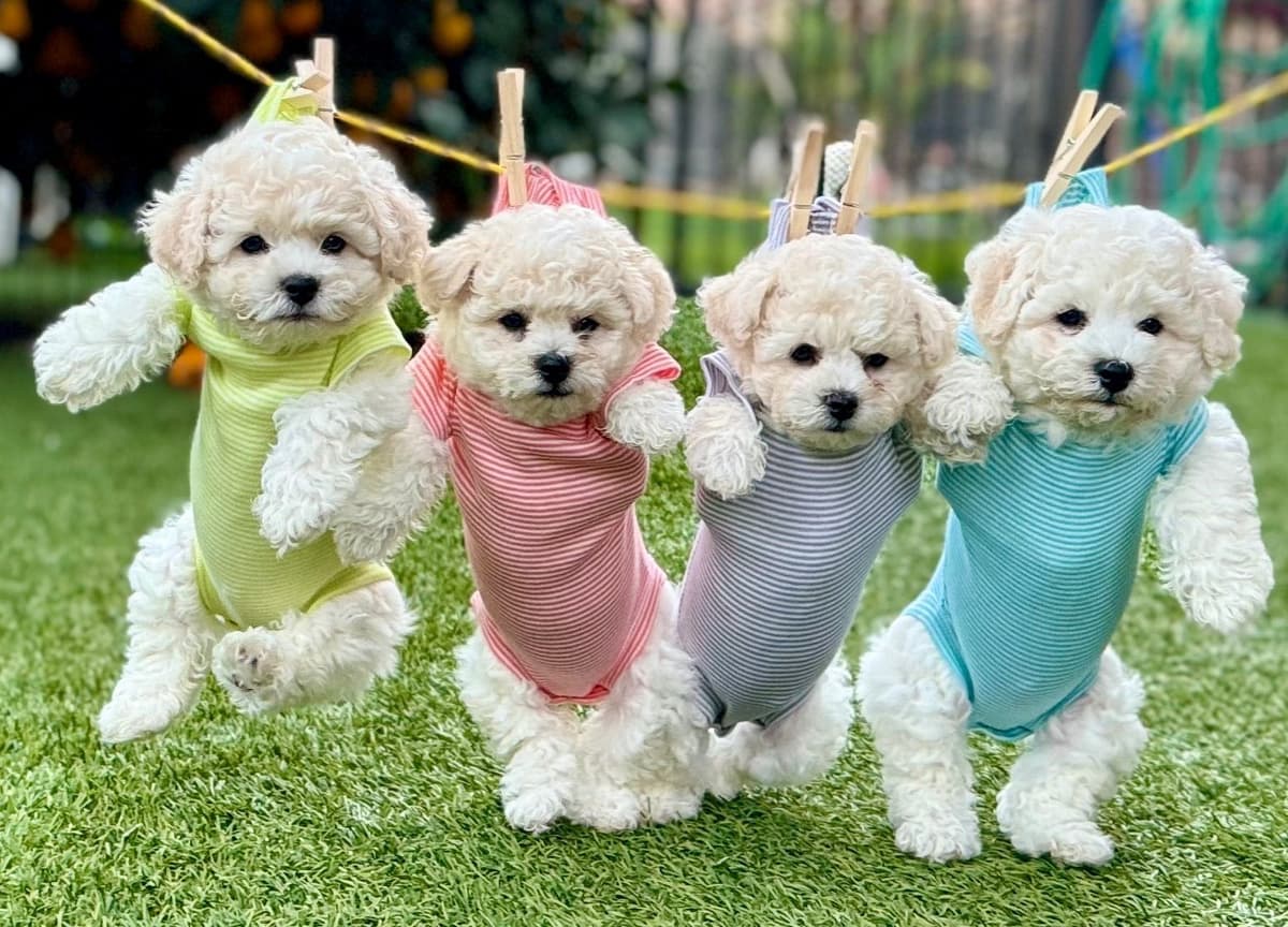 Poodle Puppies breeder image 19