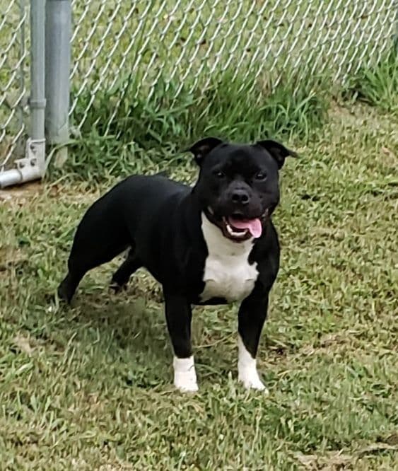 Staffordshire Bull Terrier Puppies breeder image 2