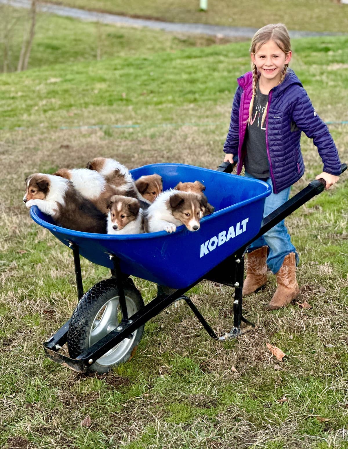 Shetland Sheepdog Puppies breeder image 4