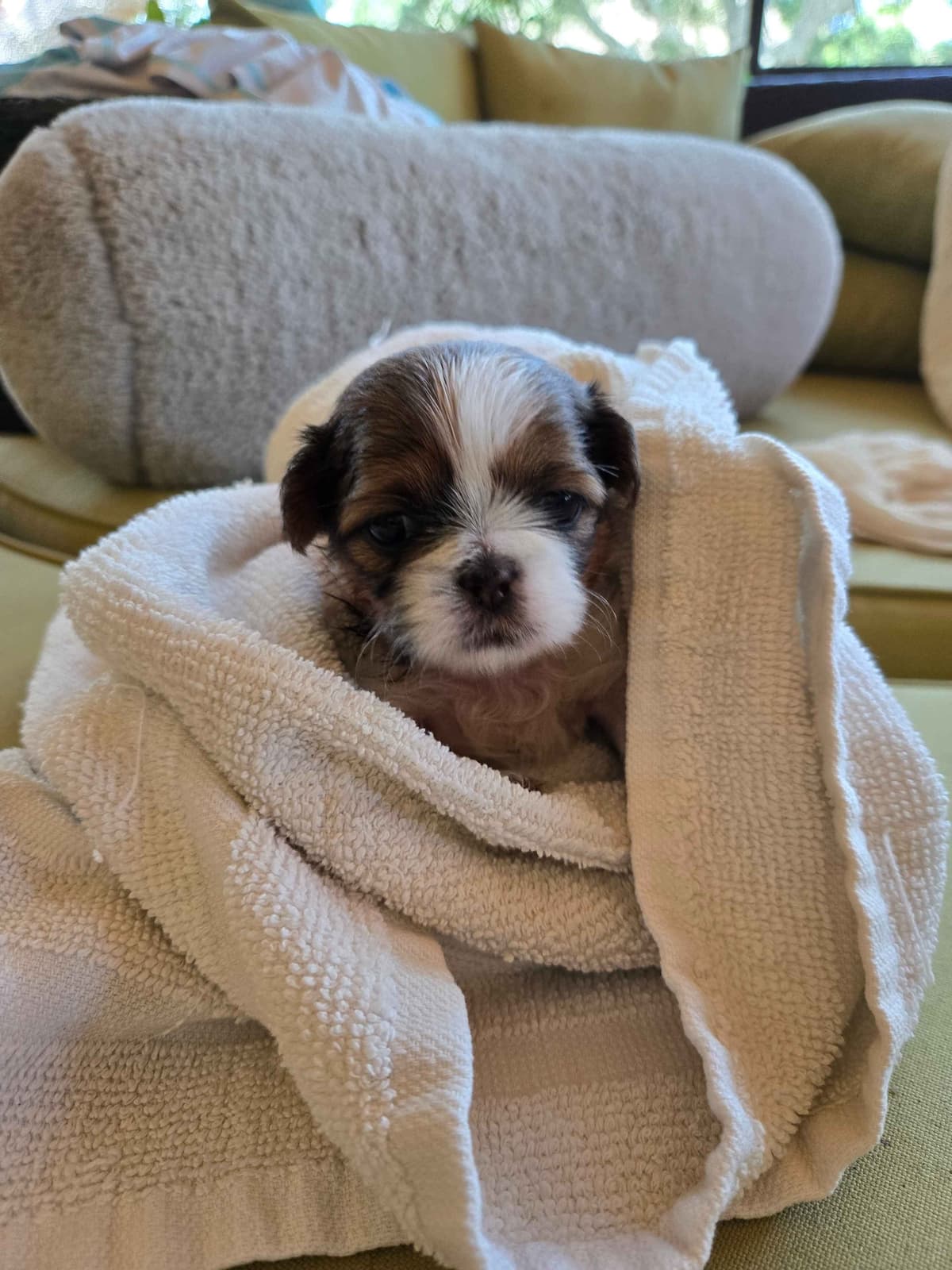 Shih Tzu Puppies breeder image 5
