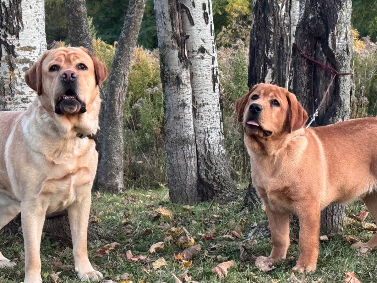 Labrador Retriever Puppies breeder image 8
