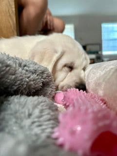 Labrador Retriever Puppies breeder image 7
