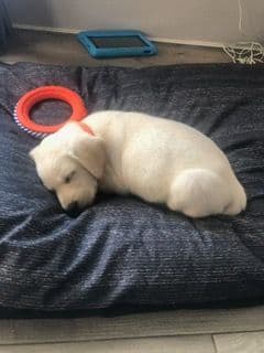 Labrador Retriever Puppies breeder image 10