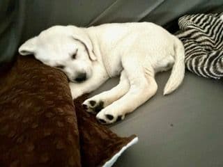Labrador Retriever Puppies breeder image 13