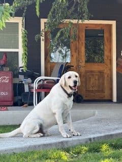 Labrador Retriever Puppies breeder image 1