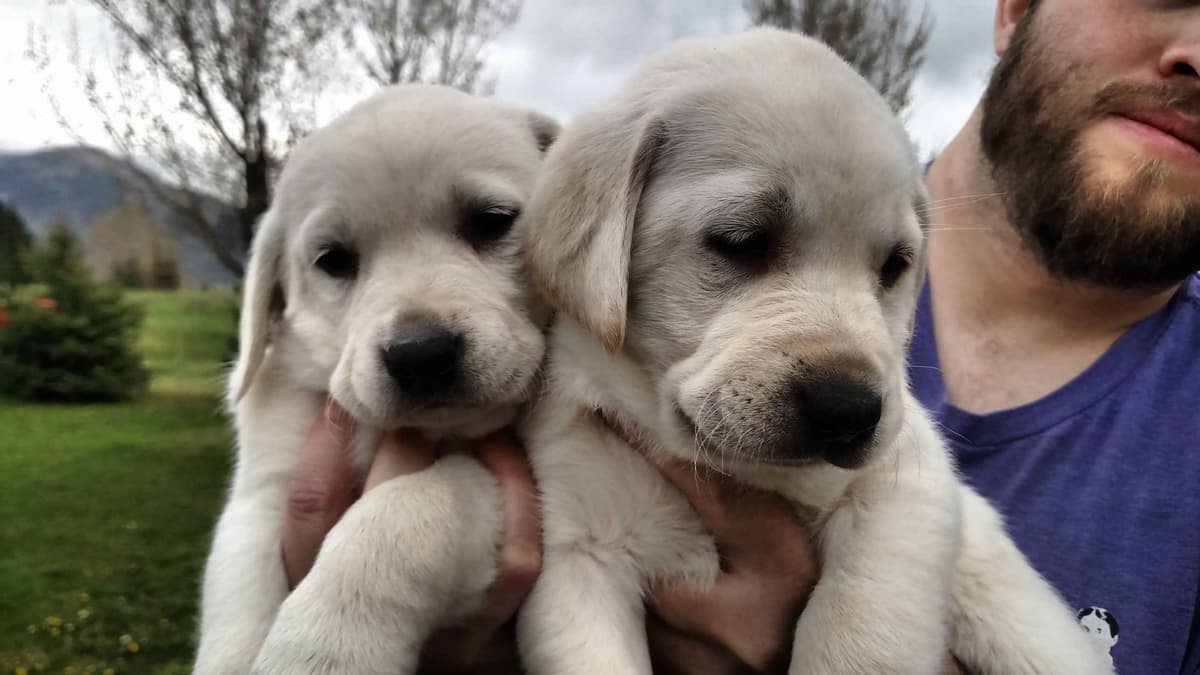 Labrador Retriever Puppies (PUPS SOLD. SEE OUR CURRENT LITTER AD !!!) breeder image 14