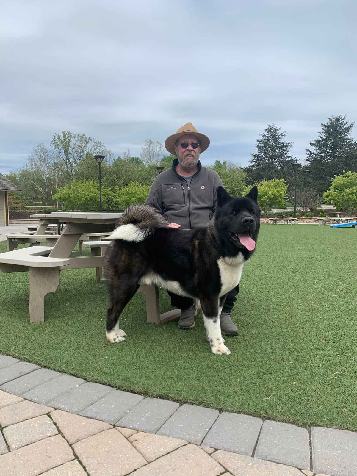 Champion Lineage American Akita Puppy breeder image 1