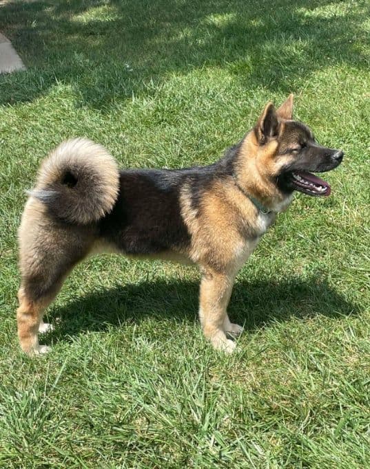 Champion Lineage American Akita Puppy breeder image 4
