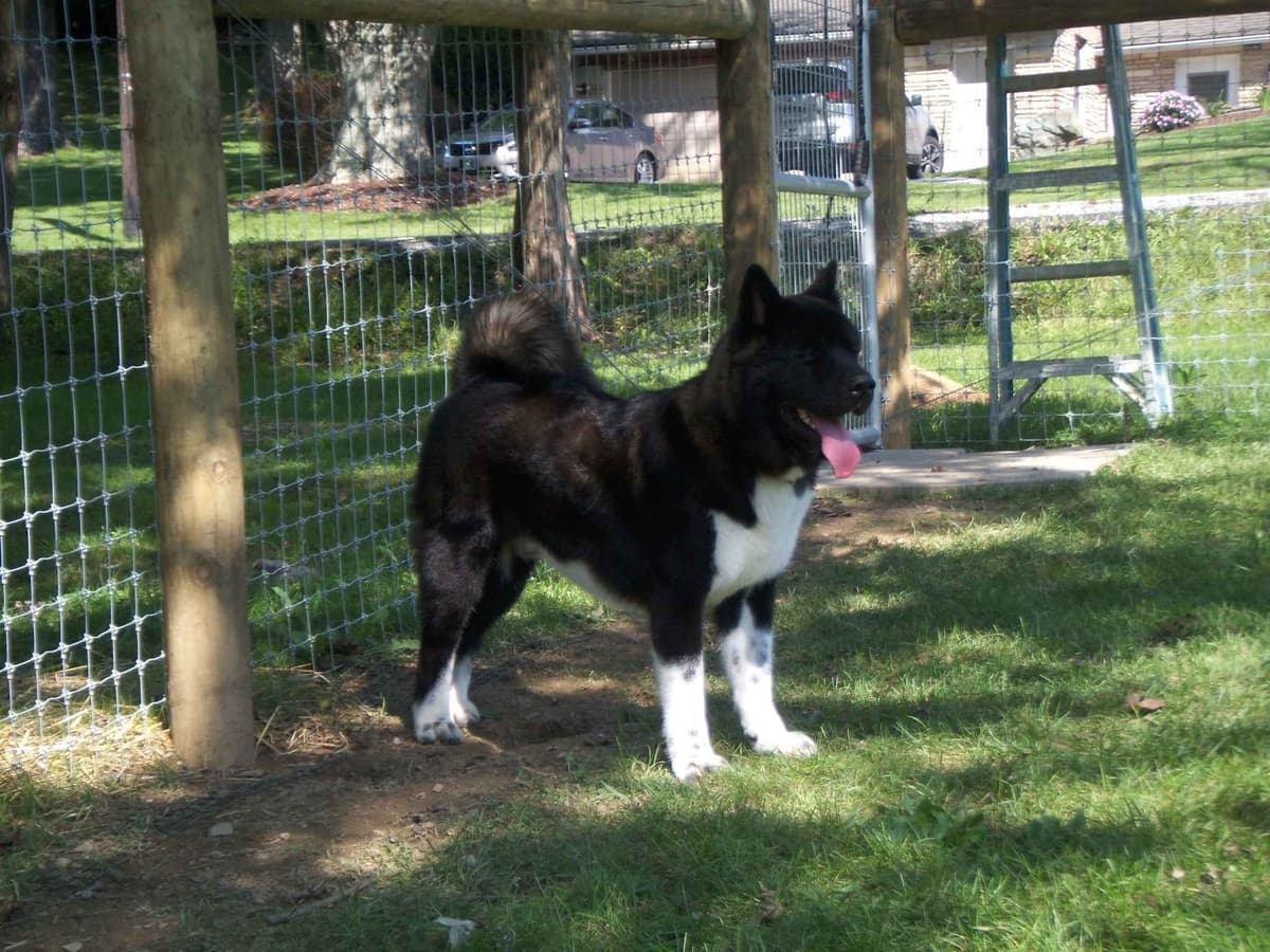 Champion Lineage American Akita Puppy breeder image 3