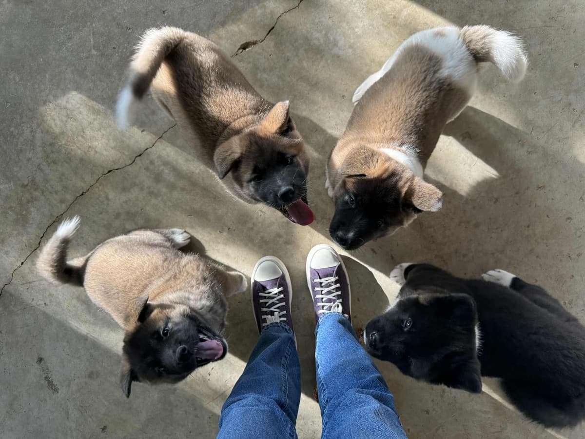 Champion Lineage American Akita Puppy breeder image 8