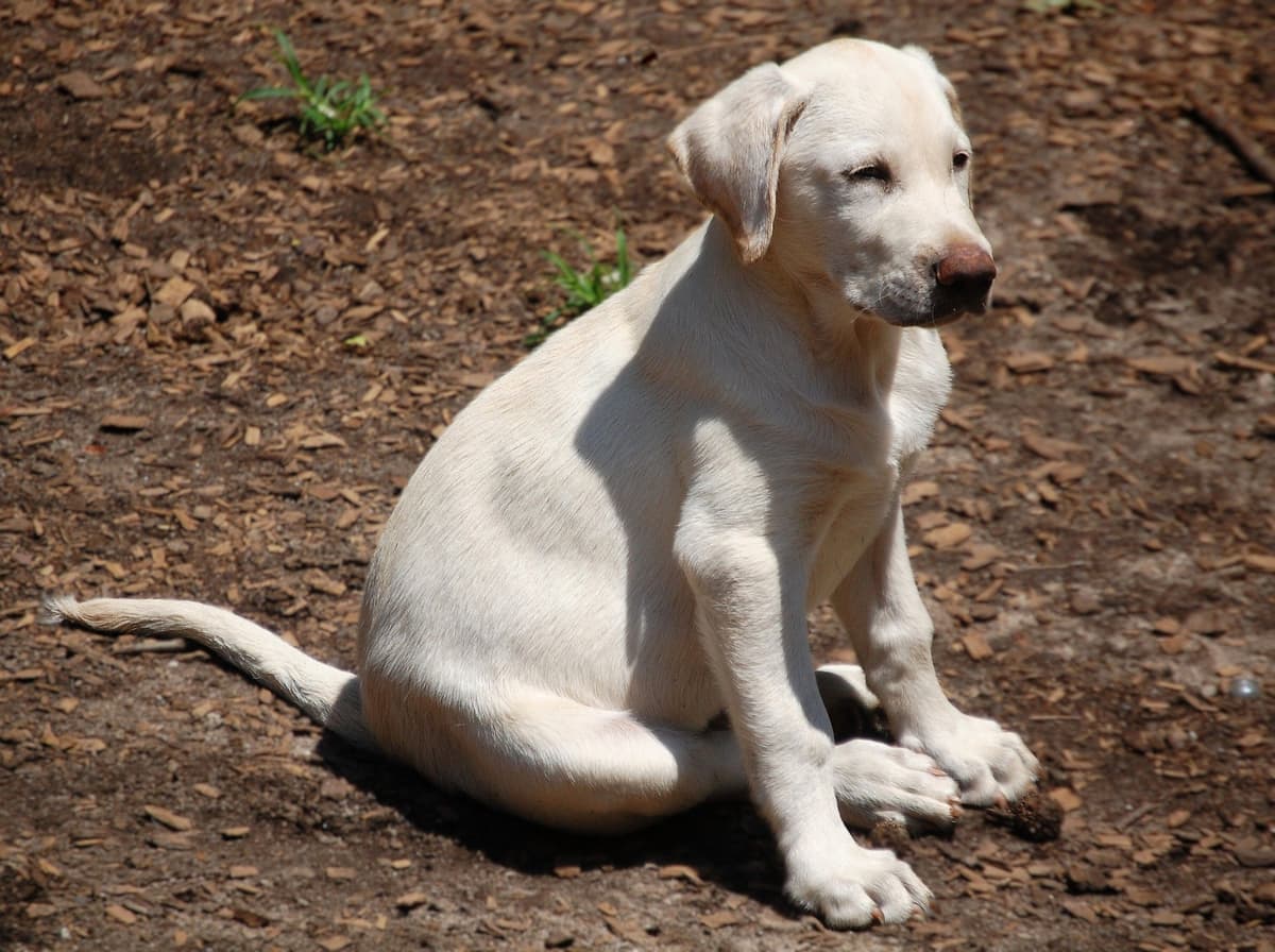 Labrador Retriever Puppies breeder image 10