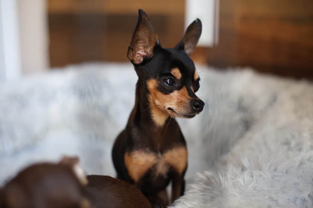 Tiny Micro Russian Toy Puppies – Premium European Bloodlines! breeder image 4